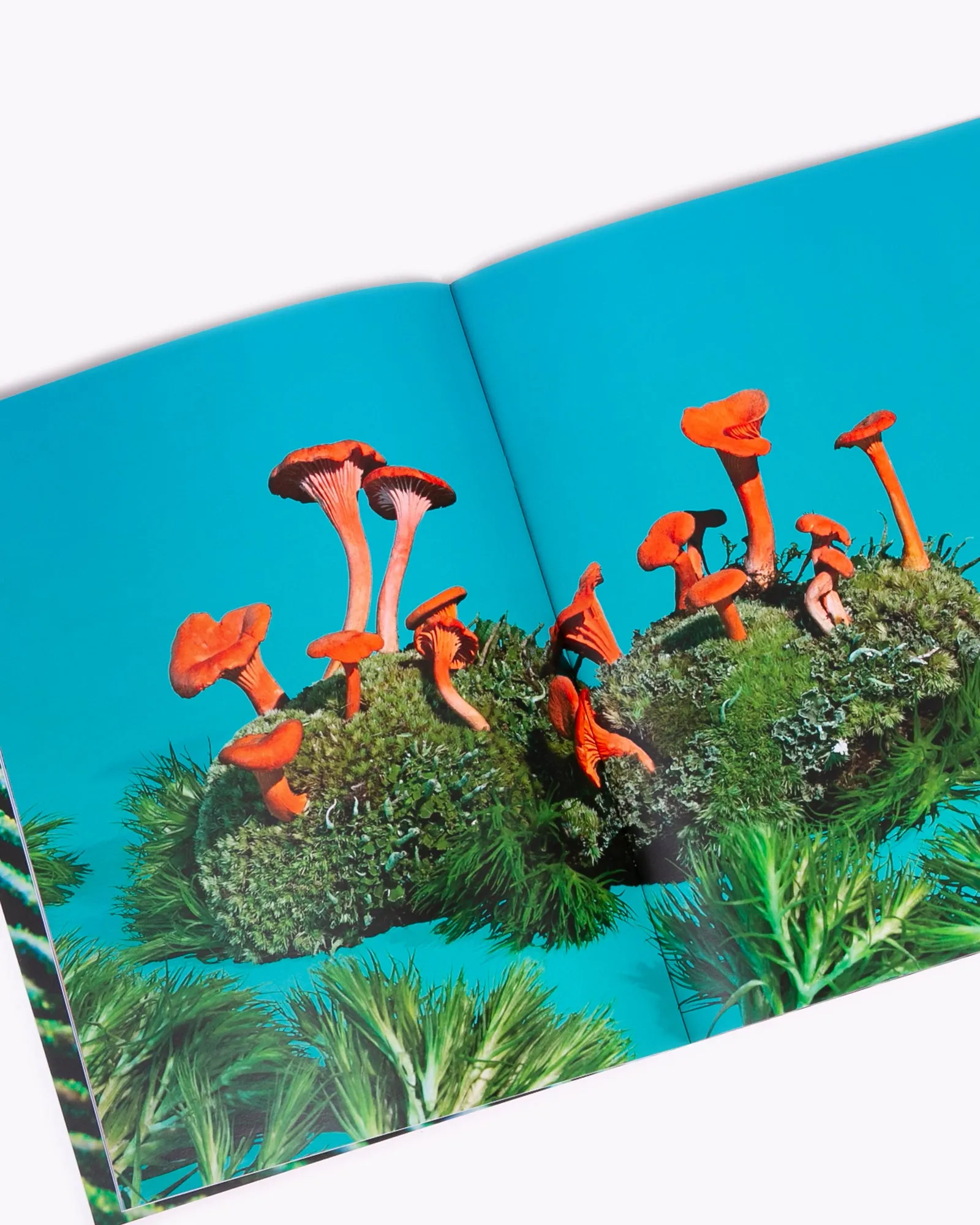 Mushroom and Friends 3 - Phyllis Ma